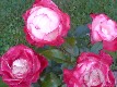 b_0030.jpg